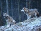 Home Where Resurrected Dire Wolves Roam