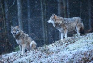 Home Where Resurrected Dire Wolves Roam