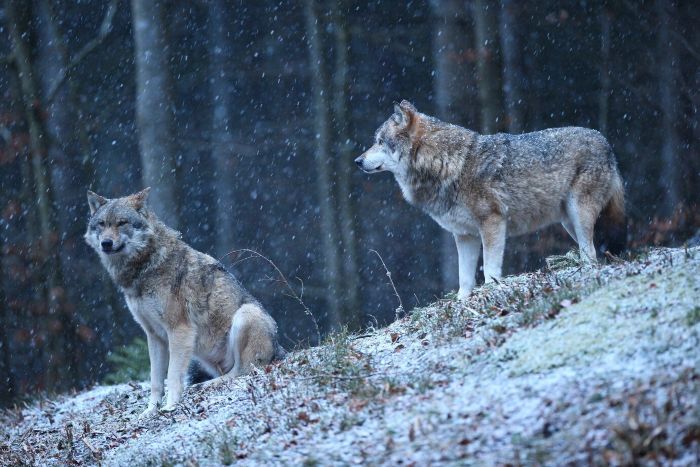 Home Where Resurrected Dire Wolves Roam
